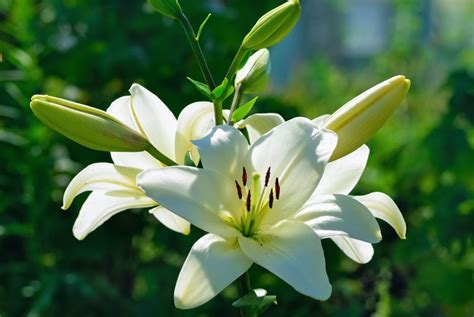  La Pagoda del Giglio Bianco - Un trionfo di eleganza e maestosità